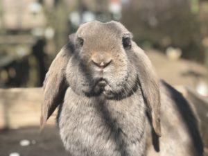 Wat vinden klanten van fransehangoren.nl lila